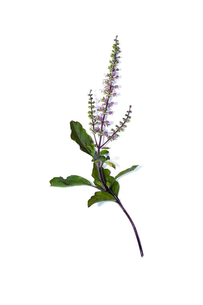 柔らかい影で白い背景に赤い神聖なバジルの花と葉を閉じます 学名Ocimum Tenuiflorum — ストック写真