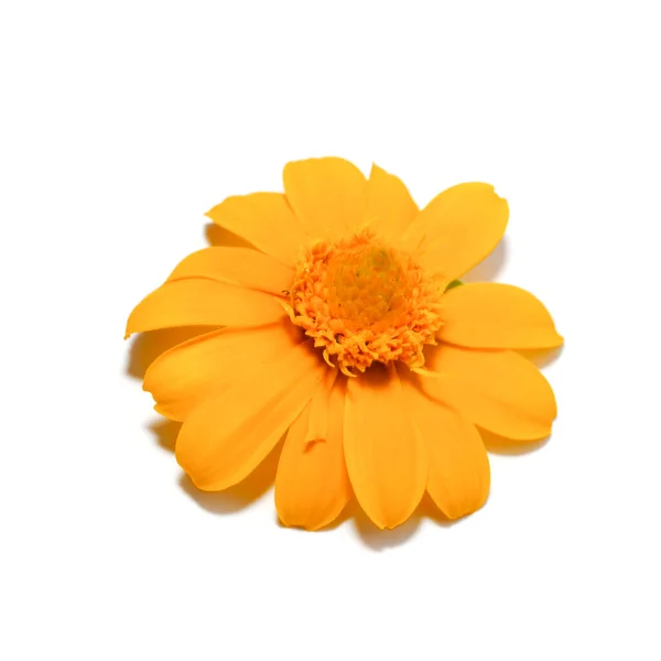 Tereyağlı Papatya Beyaz Arka Planda Küçük Sarı Yıldız Çiçeği Bilimsel — Stok fotoğraf