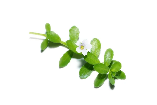 Närbild Brammi Blad Och Blomma Vit Bakgrund Ört Som Hjälper — Stockfoto