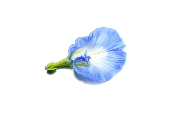 Mavi Bezelyeyi Kapat Kelebek Bezelye Çiçeği Beyaz Arkaplanda — Stok fotoğraf
