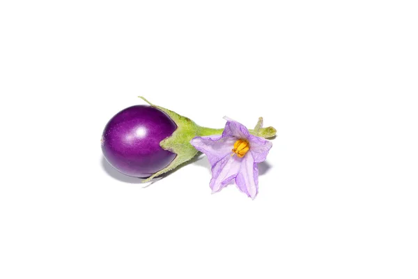 Tutup Tanaman Violet Egg Dan Bunga Latar Belakang Putih Dengan — Stok Foto