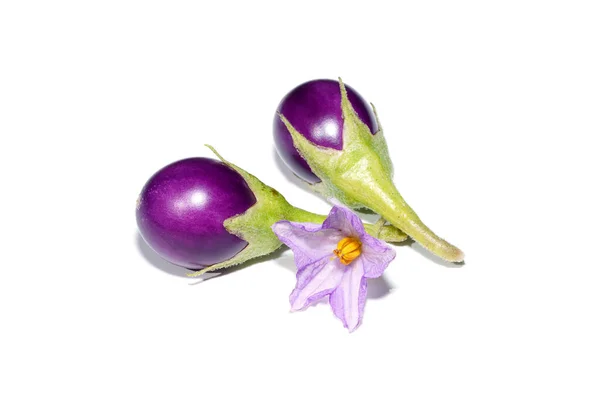 Крупним Планом Фіолетова Яєчна Рослина Квітка Білому Тлі Якою Тінь — стокове фото