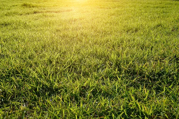 Groen Gras Het Gazon Met Zonlicht — Stockfoto