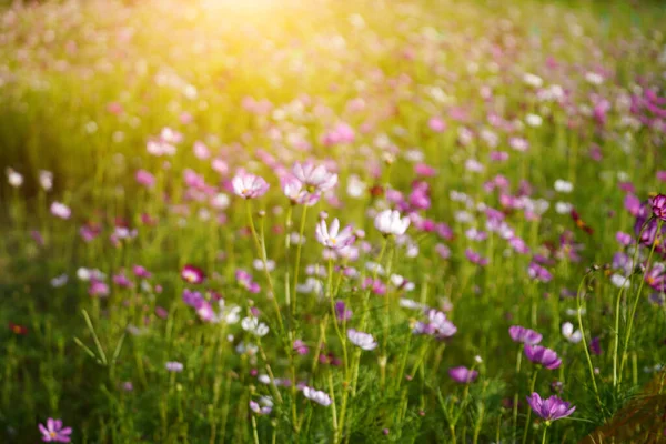 Rozmazaný Květ Kosmu Slunečním Svitem — Stock fotografie