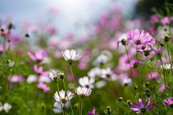 Atrás Pétalas Flor Cosmos Com Luz Fundo Borrão — Fotografia de Stock