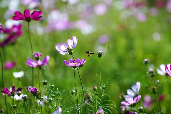 コスモスの花とミツバチがぼやけて飛んでいる背景 — ストック写真