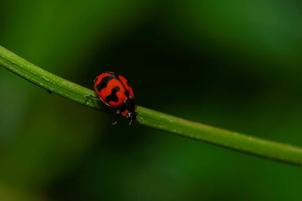 Close Ladybug Stalk Tree Dark Blur Background — Stock Photo, Image
