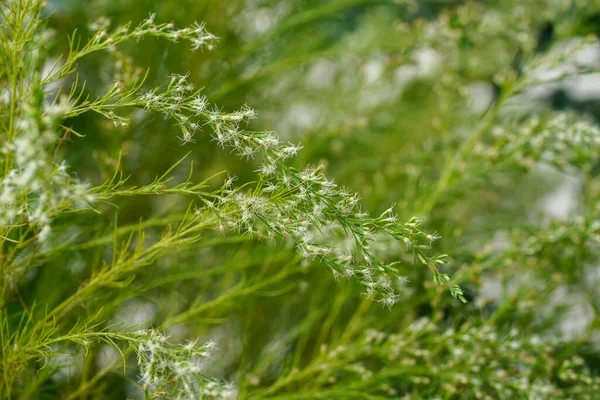 关闭与模糊背景的狗舍花 科学名称Eupatorium Capillifolium — 图库照片