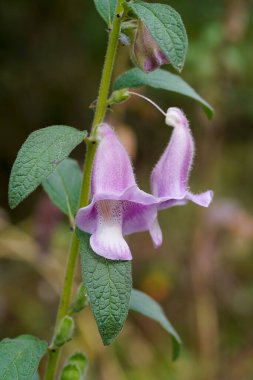 Ağaçtaki susam çiçeğini kapat. Arka planda bulanıklık var. (Bilimsel adı Susamum indicum)