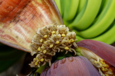 Ağaçtaki muz çiçeğini kapat.