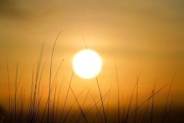 Suset gökyüzü arka planındaki çiçek çimlerini kapat.