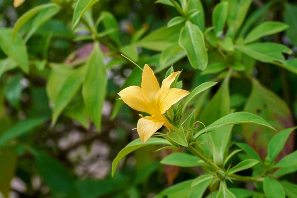 Sluiten Gele Stekelvarken Bloem Met Blad Wetenschappelijke Naam Barleria Prionitis — Stockfoto