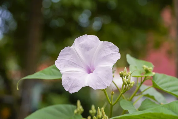 Luk Morgen Glory Tree Bush Morgen Glory Blomst Sløret Baggrund - Stock-foto