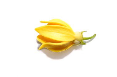 Clinbing llang-llang çiçeğini beyaz arka planda yumuşak gölgeyle kapatın. (Bilimsel adı Artabotrys siamensis)