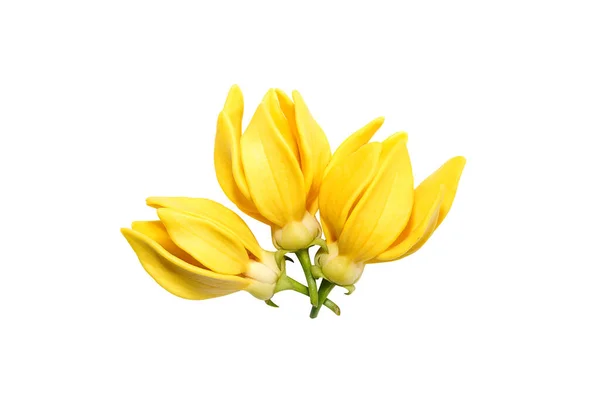 Gros Plan Isoler Fleur Llang Llang Clinbing Sur Fond Blanc — Photo