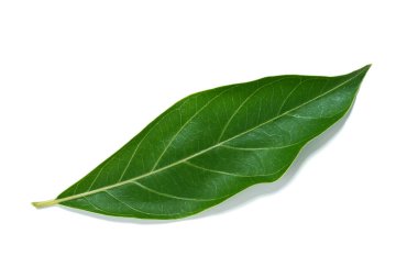 Beyaz arkaplanda Morinda Coreia Buch bitkisinin yaprağını kapat.