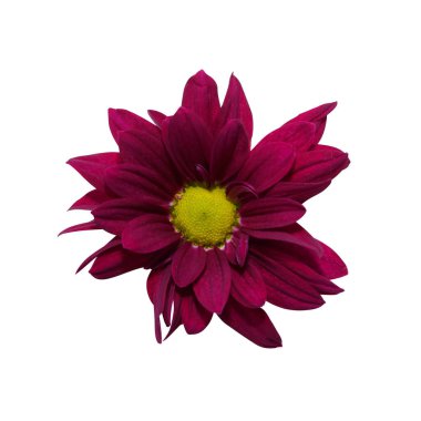 Beyaz zemin üzerinde Yenilebilir Kasımpatı çiçeğini kırpma yolu ile kapat.