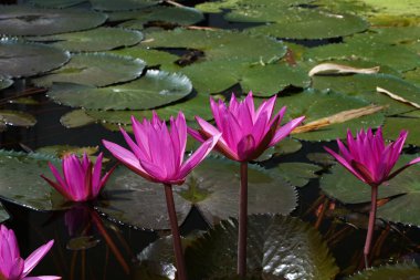 Yaprak arkaplanlı sulu çiçekleri kapat.