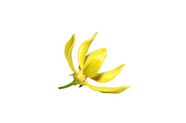 Clinbing llang-llang çiçeğini beyaz arka planda kırpma yolu ile kapatın. (Bilimsel adı Artabotrys siamensis)