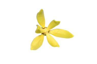 Clinbing llang-llang çiçeğini beyaz arka planda kırpma yolu ile kapatın. (Bilimsel adı Artabotrys siamensis)