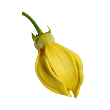 Clinbing llang-llang çiçeğini beyaz arka planda kapatın. (Bilimsel adı Artabotrys siamensis)