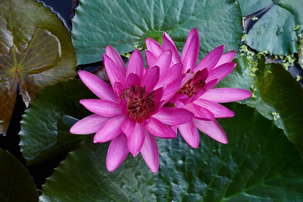 Close Waterlily Flower Leaf Background — Stock Photo, Image