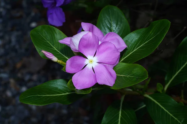 Close Cape Periwinkle Bringht Eye Indian Periwinkle Madagaskar Periwinkle Květiny — Stock fotografie