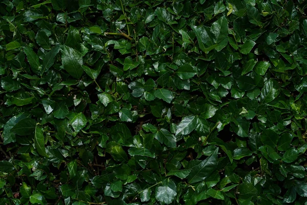 Yeşil Yaprakları Kapat — Stok fotoğraf