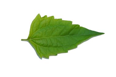 Hemostasis için yerel bitkileri kapatın. Acı çalılar, Noel çalıları, Şeytan otu ya da yumuşak gölgeli Camfhur otları. (Bilimsel adı Eupatorium odoratum)