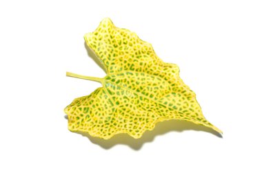 Mil 'i bir dakika kapat, Afrika mili beyaz arka planda. (Bilimsel adı Mikania micrantha) Çeşitli cilt hastalıkları için harici kullanım için yerel bitkiler.