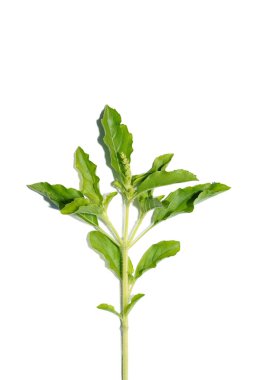 Kutsal Basil 'i kapatın, Kutsal Basil beyaz arka planda kalır. (Bilimsel adı Ocimum tenuiflorum)