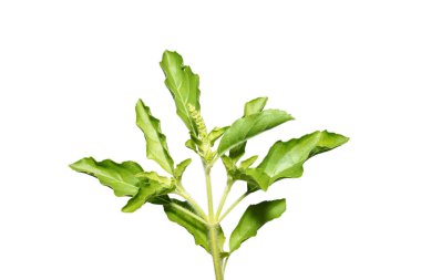 Kutsal Basil 'i kapatın, Kutsal Basil beyaz arka planda kalır. (Bilimsel adı Ocimum tenuiflorum)