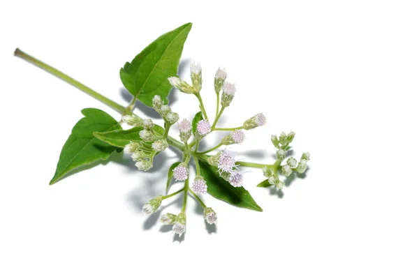 Close Leaf Flower Local Herbs Hemostasis Name Bitter Bush Christmas — Stock Photo, Image