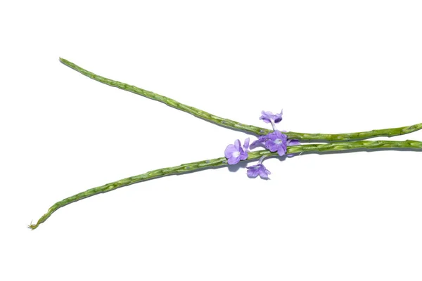 Feche Flor Chá Brasileiro Fundo Branco Nome Científico Stachytarpheta Jamaicensis — Fotografia de Stock