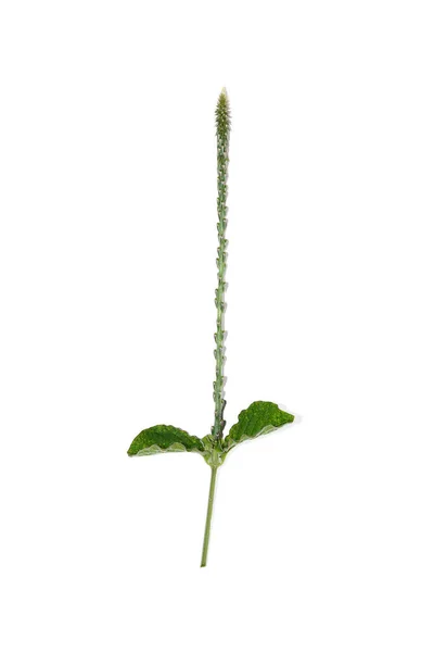Close Fiore Pula Spinoso Sfondo Bianco Nome Scientifico Achyranthes Aspera — Foto Stock