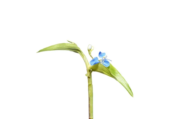 Close Alpinismo Dayflower Frenchweed Com Folhas Fundo Branco Nome Científico — Fotografia de Stock
