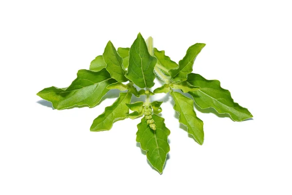 Close Holy Basil Sacred Basil Leaves White Background Scientific Name — Stock Photo, Image