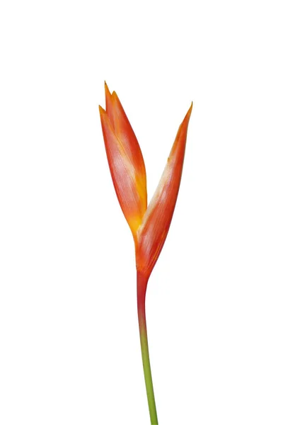 Feche Flor Heliconia Backgroud Branco Com Caminho Recorte — Fotografia de Stock