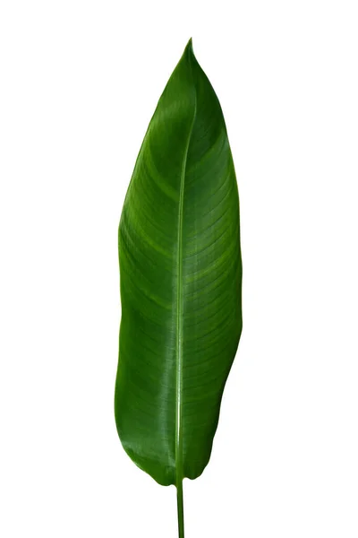 Close Heliconia Blätter Auf Weißem Hintergrund Mit Schnittpfad — Stockfoto