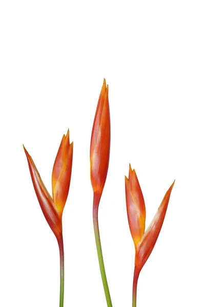 Beyaz Arka Planda Heliconia Çiçeğini Kapat — Stok fotoğraf