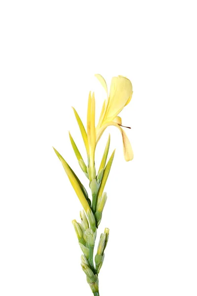 Close Canna Lily India Short Plant Bulsarana Flower White Background — Stock Photo, Image