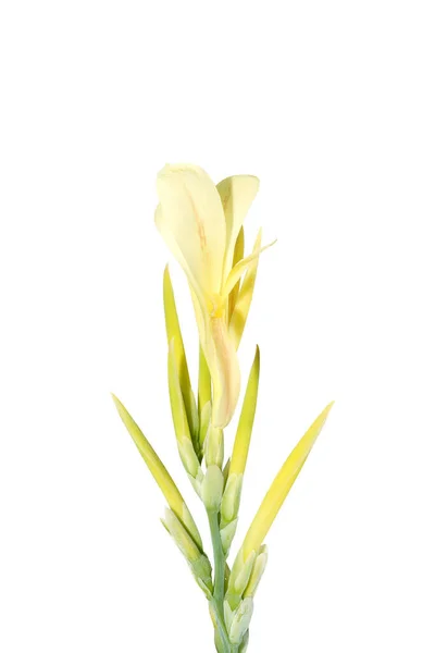 クリッピングで白地にカンナ リリー インド ショート プラント ブルサラナの花を閉じます 学名カンナ インディカ — ストック写真