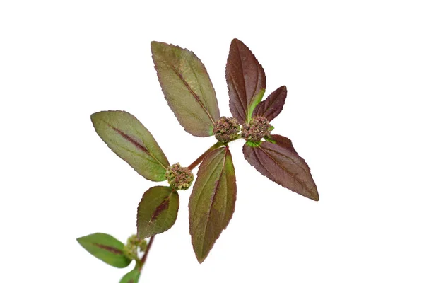 Close Zahradní Čistička Rostlin Bílém Pozadí Vědecký Název Euphorbia Hirta — Stock fotografie