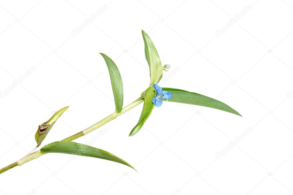 Close up Climbing dayflower, Frenchweed with leaves on white background. (Scientific name Commelina diffusa Burm)