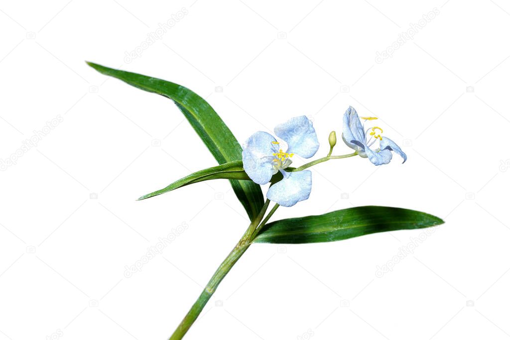 Close up soft blue flower of Climbing dayflower,,Wandering jew, Watergrass plant on white background. (Scientific name Commelina diffusa Burm)