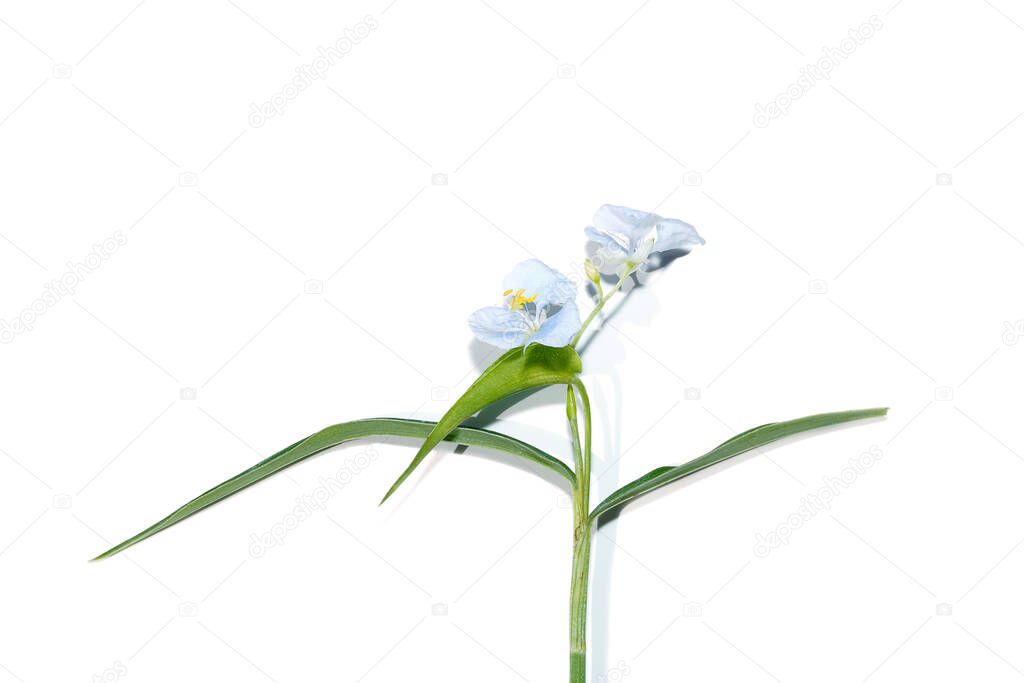 Close up Climbing dayflower, Frenchweed, Spreading dayflower, Wandering jew, Watergrass on white background. (Scientific name Commelina diffusa Burm)