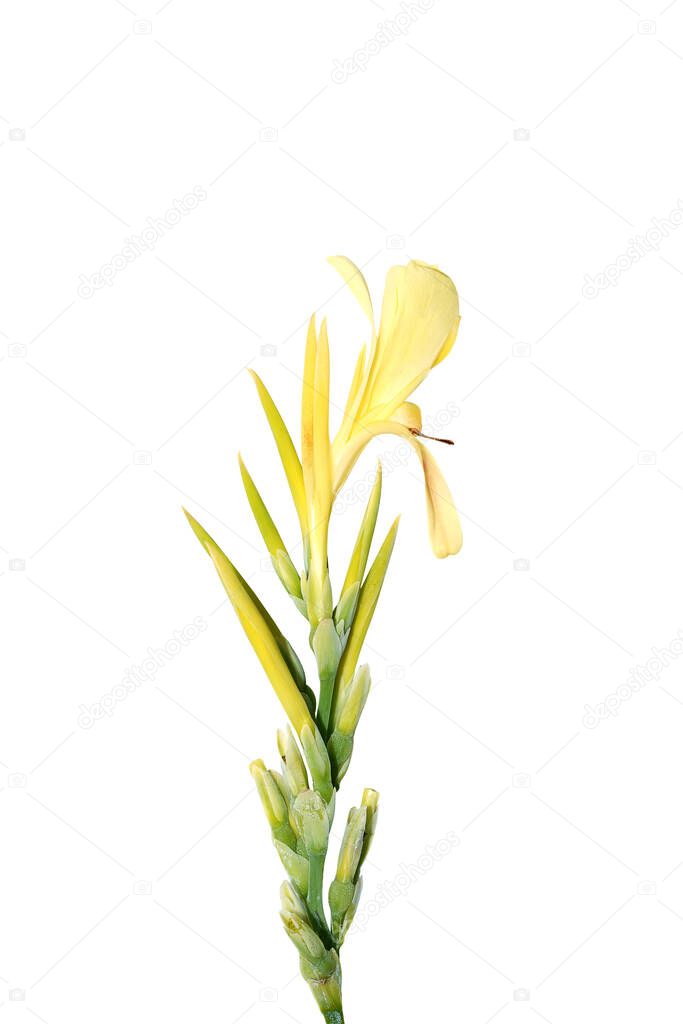 Close up Canna Lily , India Short Plant, Bulsarana flower on white background with clipping. (Scientific name Canna indica)