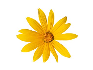 Meksika ayçiçeği otunu kesme yolu olan beyaz arka planda kapat. (Bilimsel adı Tithonia diversifolia)