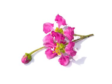 Beyaz arka planda Acerola kirazı, Barbados kirazı ya da Batı Hindistan kiraz çiçeğini kapatın. (Bilimsel adı Prunus avium)