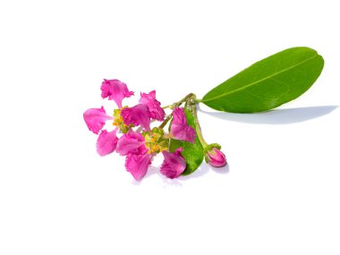 Acerola kirazı, Barbados kirazı ya da beyaz arka planda yumuşak gölgeli Batı Hint kirazı çiçeğini kapatın. (Bilimsel adı Prunus avium)